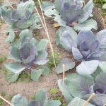 Rotkohl